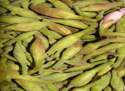 Kachnar 1 kg