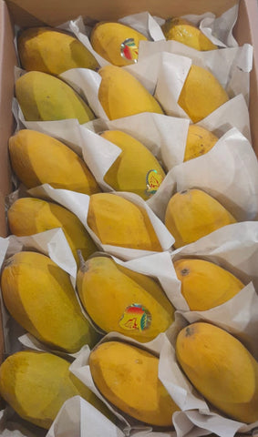 Mango Dusheri Large Box
